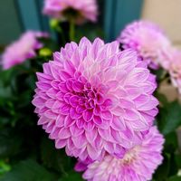 ダリア,ピンクの花,ピンク❤︎ピンク,ピンクワールドへ ようこそ,いつも心に太陽をの画像