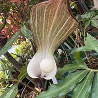 ユキモチソウの画像