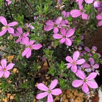 ゲウム,シラユキゲシ,暖地桜桃,ホンコンドウダン ピンクシャンデリア,アクマディニア　ベイビースターの画像