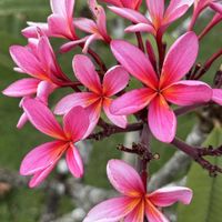 プルメリア,ピンクの花,南国の花,いい匂い,パラオのプルメリアの画像