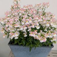 ネメシア,可愛い,フェアリーマーブルピンク,小花会の画像