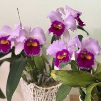 レリオカトレア,Lc Irene Finney,リビングの画像