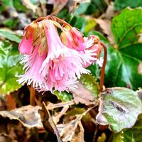 ミツガシワ,オオバナエンレイソウ,クマガイソウ,オオイワカガミ,ルイヨウボタン(類葉牡丹)の画像