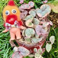 斑入りグリーンネックレス,ハートカズラ斑入り《レディハート》,錦の日,にぃさんの日,ぼんぼんさんのﾁｸﾁｸﾁｷﾝｷｭﾋﾟちゃんの画像