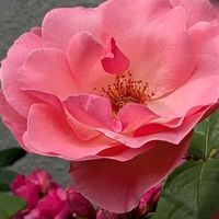 アザレア,アザレア,アザレア,バラ,オステオスペルマムの画像