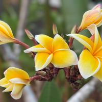 プルメリア,黄色の花,南国の花,いい匂い,パラオのプルメリアの画像