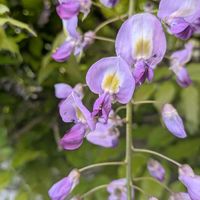 スミレ,プリムラ　ジュリアン,勿忘草（ワスレナグサ）,深山苧環（ミヤマオダマキ）,藤（ふじ）の画像