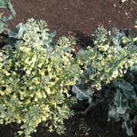 キスゲ,キスゲ,ジャーマンアイリス,ジャーマンアイリス,ブロッコリーの画像