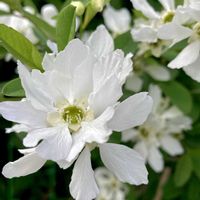 オオデマリ,リキュウバイ,ウラシマソウ,カジイチゴ,シロバナマンサクの画像