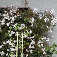 ジャスミン,可愛い,白い花,癒し,良い香りの画像