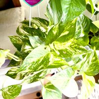 ポトス,斑入りポトス,リゾートポトス,リゾートポトス,観葉植物の画像