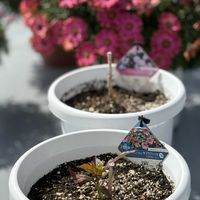 ハイビスカス,芽吹き,PR,PWの画像