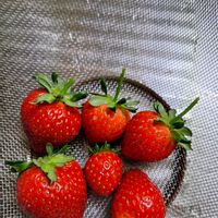 イチゴ,可愛い,ありがとう,幸せな時間,家庭菜園の画像