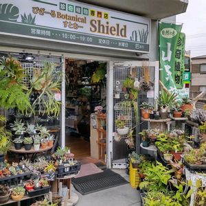 多肉植物,ウラボシ科,ビカクシダ属,食中植物,塊根の画像