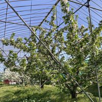 サクランボ,サクランボの画像