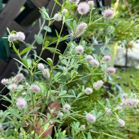 バニーテール,ラグラス,ラビットフットクローバー,エキウム ブルーベッダー,トリフォニューム　バニーズの画像