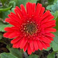 ガーベラ,ガーベラ,ネメシア,ネメシア,ヒメリュウキンカの画像