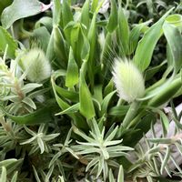 ガーベラ,ラグラス,ラグラス バニーテール,ベランダガーデニング,ベランダの画像