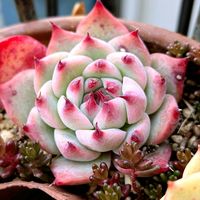 チワワエンシス,可愛い,マイガーデン,癒し,100均多肉の画像