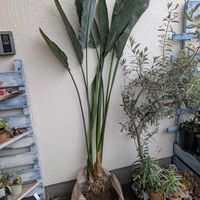 ストレリチア,バラ,ポピー,ストレリチア 極楽鳥花,種まきデルフィニウムの画像