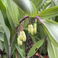 アマドコロ,ヒトリシズカ,ユキザサ,フッキソウ,山野草の画像