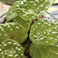 ベゴニア,ベゴニア　ミクロスペルマ,花のある暮らし,わが家の観葉植物❢,観葉植物のある暮らしの画像