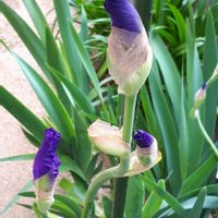 ジャーマンアイリス,花言葉,キュンキュン乙女倶楽部,青い花マニア,金曜日の蕾たちの画像