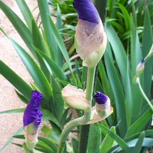 ジャーマンアイリス,花言葉,キュンキュン乙女倶楽部,青い花マニア,金曜日の蕾たちの画像