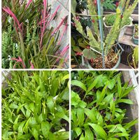 クジャクサボテン,タツナミソウ（立浪草）,シラン（紫蘭）,シロシラン（白紫蘭）,ヨウラクツツアナナス(瓔珞筒アナナス)の画像