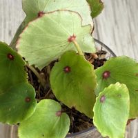 ベゴニア,ベゴニアルージュ,花のある暮らし,わが家の観葉植物❢,観葉植物のある暮らしの画像