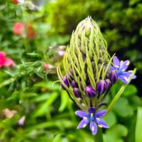 フリージア,シラー・ペルビアナ,ラナンキュラスラックス,ラナンキュラス・ゴ一ルドコインの画像