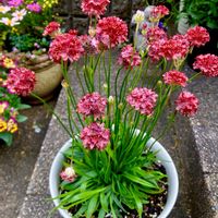 アルメリア,アルメリア バレリーナ,ガーデニング,小さな庭の画像