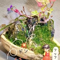 五色野葡萄,灯台躑躅(ドウダンツツジ),口紅更紗ドウダンツツジ,盆栽,小品盆栽の画像