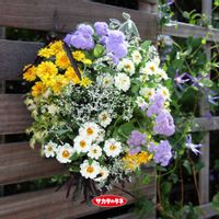 ジニア,ヒャクニチソウ,百日草,ジニアプロフュージョン,ジニアプロフュージョンの画像