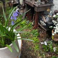 コデマリ,バニーテール,セイヨウオダマキ,イングリッシュブルーベル,サビサビの画像