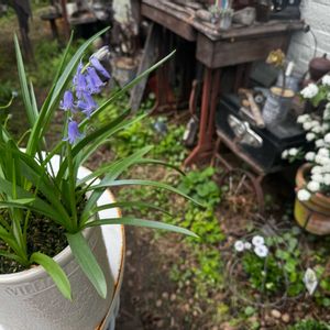 コデマリ,バニーテール,セイヨウオダマキ,イングリッシュブルーベル,サビサビの画像