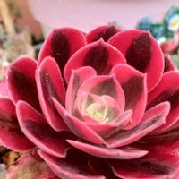 乙女心,トリカラー,高砂の翁,マジックジャムゴールド .,アエオニウム　ピンクウィッチの画像