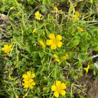 カタバミの画像