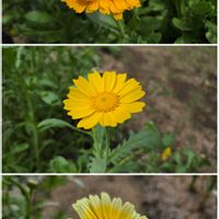 キンセンカ,シュンギク,春菊,畑の画像