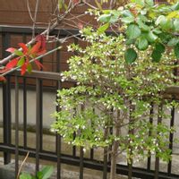 アヤメ,コツラ,ドウダンツツジ,ナスタチウム,西洋オダマキ ノラバローの画像