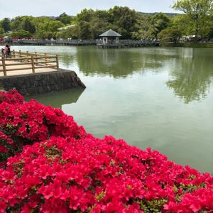 霧島躑躅(きりしまつつじ),no green no life,お花のある暮らし,お花見散歩,長岡天満宮の画像