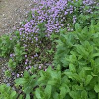 ミント,花のある暮らし,クリーピング タイム❇︎,癒される♡,日日是好日の画像
