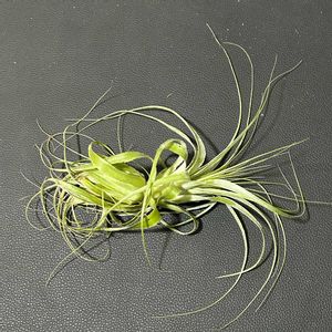 ガルドネリー,チランジア属,珍奇植物,ビザールプランツ,ティランジア属の画像