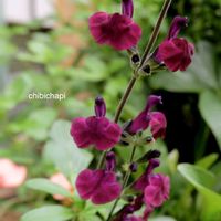 チェリーセージ,地植え,ガーデニング,お気に入り♡,花のある暮らしの画像