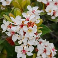 シャリンバイ,公園,木の花の画像