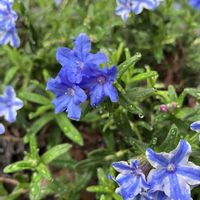 クレマチス,ガーデンシクラメン,ミヤマホタルカズラ,姫ライラックの画像