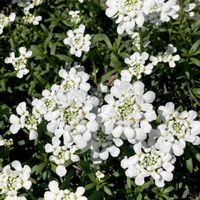 イベリスの画像