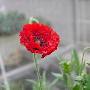 備忘録,癒し…,記録,NO GREEN  NO LIFE,庭の画像