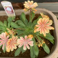 レウィシア,可愛い,和む,花のある暮らし,やさしい気持ちの画像