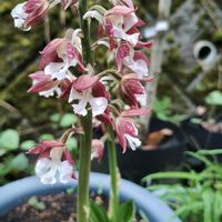 イワシャジン,カンアオイ,カンアオイ 玉あられ,植中毒,GSに感謝。の画像